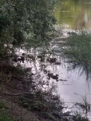 click for enlarge 960 X 1280 185.8 Kb