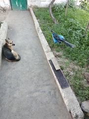click for enlarge 960 X 1280 177.0 Kb