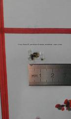 click for enlarge 672 X 1120  55.5 Kb picture