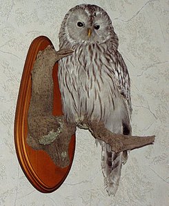 click for enlarge 692 X 844 142,0 Kb picture