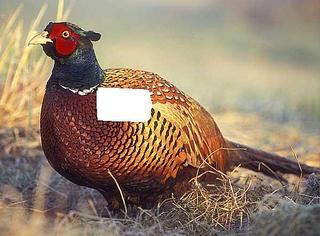 click for enlarge 600 X 443  42,3 Kb picture