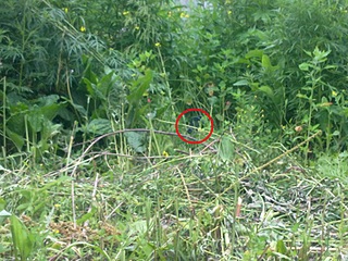 click for enlarge 800 X 600 183.5 Kb picture