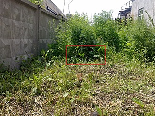 click for enlarge 800 X 600 271.0 Kb picture