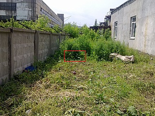 click for enlarge 800 X 600 238.0 Kb picture