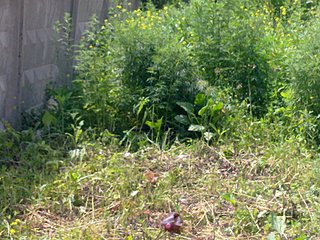 click for enlarge 800 X 600 132.6 Kb picture