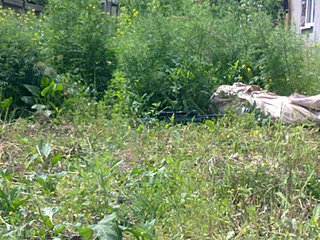click for enlarge 800 X 600 132.6 Kb picture