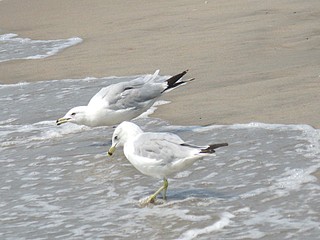 click for enlarge 1920 X 1440 406,8 Kb picture