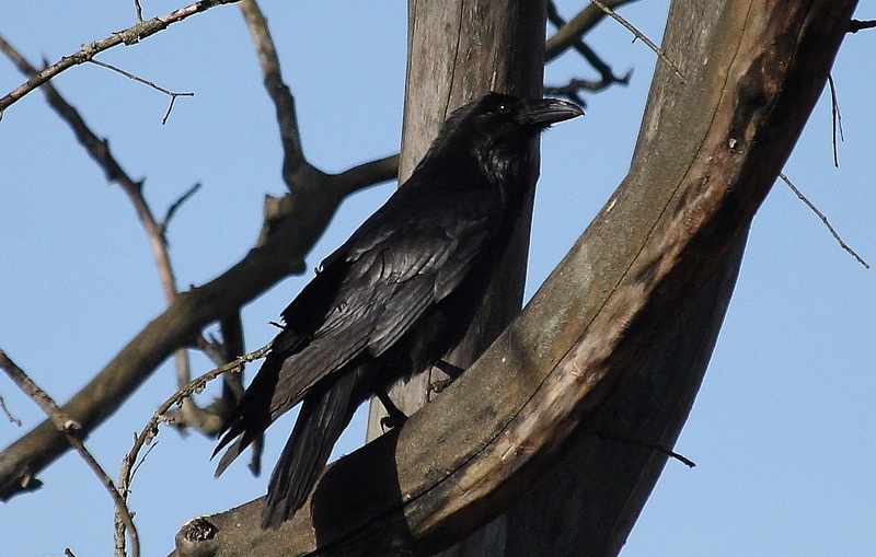 click for enlarge 1317 X 838 335,7 Kb picture