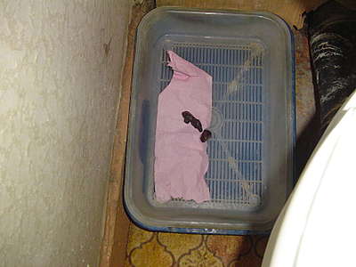 click for enlarge 1920 X 1440 177,1 Kb picture