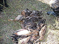 click for enlarge 400 X 300  60.9 Kb picture