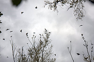 click for enlarge 726 X 481  74,5 Kb picture