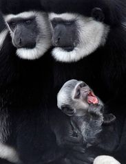 click for enlarge 536 X 700  48,7 Kb picture