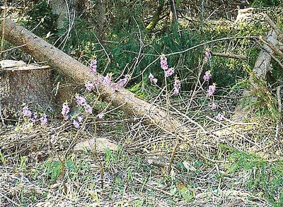 click for enlarge 741 X 543 142,4 Kb picture