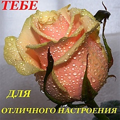 click for enlarge 600 X 600 119,7 Kb picture
