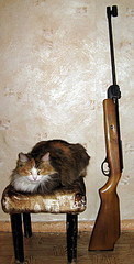 click for enlarge 410 X 805 109,7 Kb picture