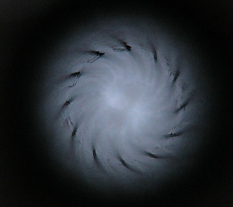 click for enlarge 540 X 480  51.4 Kb picture