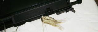 click for enlarge 1920 X 640 494.6 Kb picture
