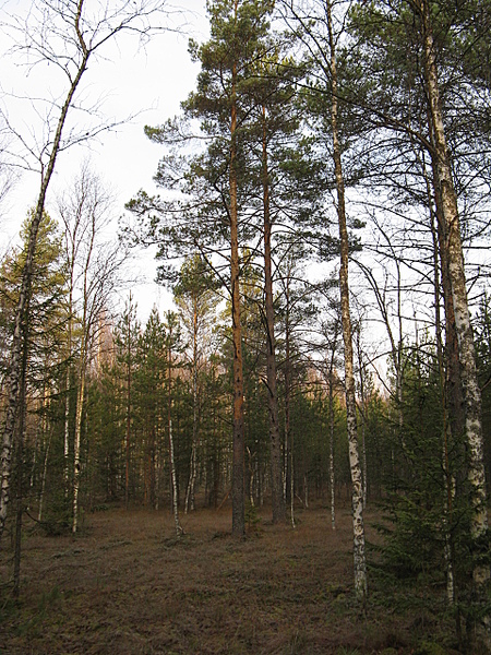 click for enlarge 1920 X 2560 821,8 Kb picture