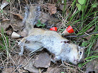 click for enlarge 640 X 480  95,9 Kb picture
