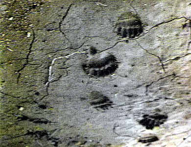 click for enlarge 520 X 400 90,1 Kb picture