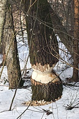 click for enlarge 680 X 1024 383.2 Kb