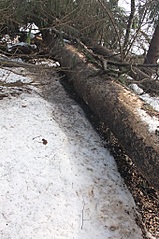 click for enlarge 340 X 512 95.7 Kb