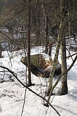 click for enlarge 680 X 1024 369.9 Kb