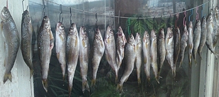 click for enlarge 600 X 266 163,3 Kb picture