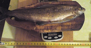 click for enlarge 600 X 318 198,8 Kb picture