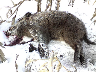 click for enlarge 1920 X 1440 1021,4 Kb picture