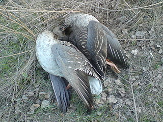 click for enlarge 1920 X 1440 768,9 Kb picture