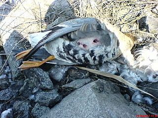 click for enlarge 1632 X 1224 476,3 Kb picture