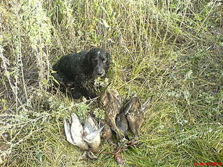 click for enlarge 1632 X 1224 475,8 Kb picture