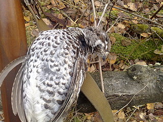 click for enlarge 1920 X 1440 671,7 Kb picture