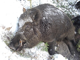 click for enlarge 1920 X 1440 719,6 Kb picture