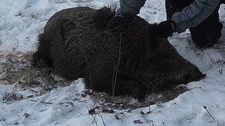 click for enlarge 1661 X 935 313,3 Kb picture