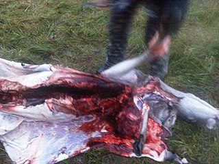 click for enlarge 1024 X 768 253,8 Kb picture