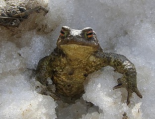 click for enlarge 500 X 384 70,5 Kb picture