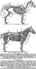 click for enlarge 290 X 550 63,4 Kb picture