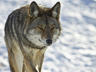 click for enlarge 500 X 374 59,5 Kb picture