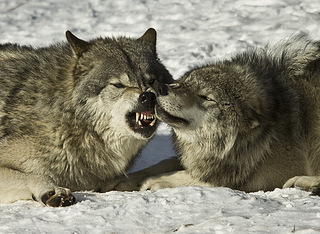click for enlarge 500 X 366 79,4 Kb picture