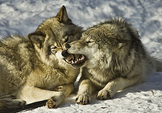 click for enlarge 500 X 350 81,2 Kb picture