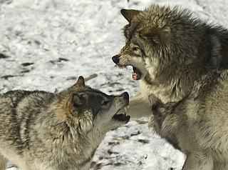 click for enlarge 500 X 372 75,6 Kb picture