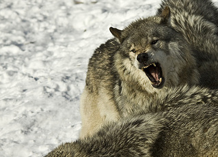 click for enlarge 500 X 360 72,9 Kb picture