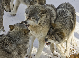 click for enlarge 500 X 371 91,1 Kb picture