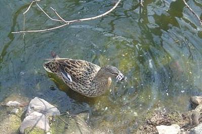click for enlarge 448 X 299  27.8 Kb picture