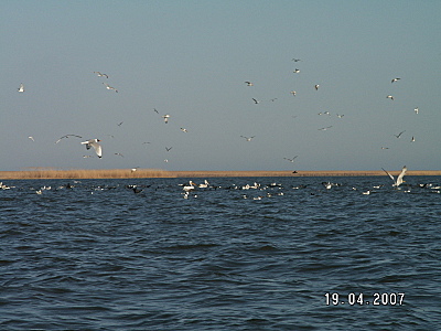 click for enlarge 1600 X 1200 798.4 Kb picture