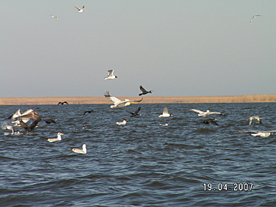click for enlarge 1600 X 1200 770.0 Kb picture