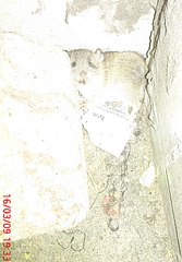 click for enlarge 1139 X 1636 420,8 Kb picture