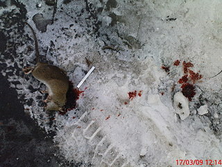 click for enlarge 1920 X 1440 658,8 Kb picture